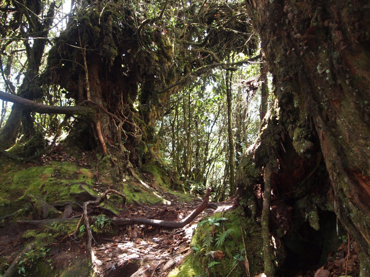 Durch die milden Temperaturen ist in dieser Höhe der Dschungel mit viel Moos bewachsen.