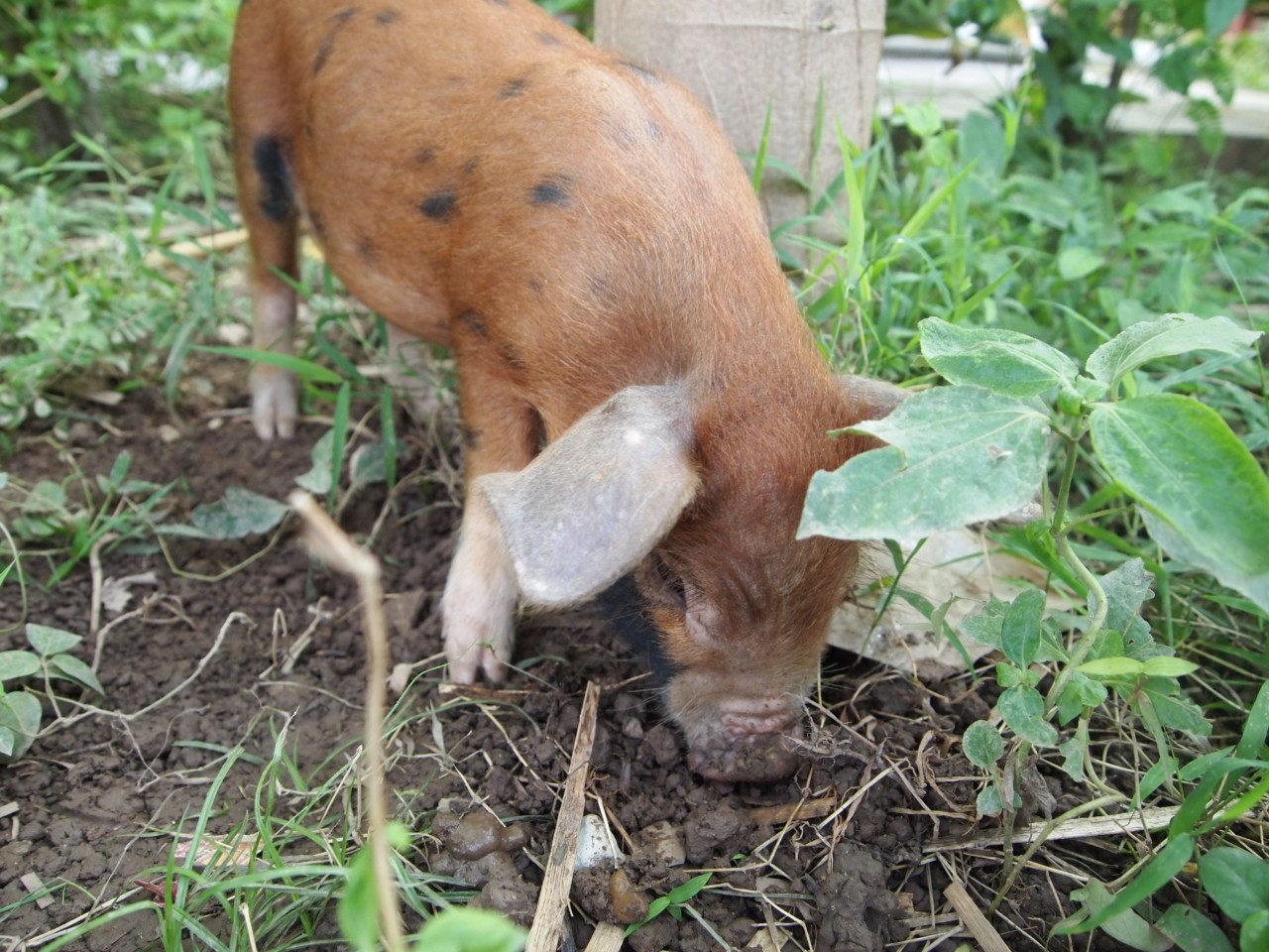 Ein kleines Schwein durchwühlt den Vorgarten unseres Nachbarn ;)