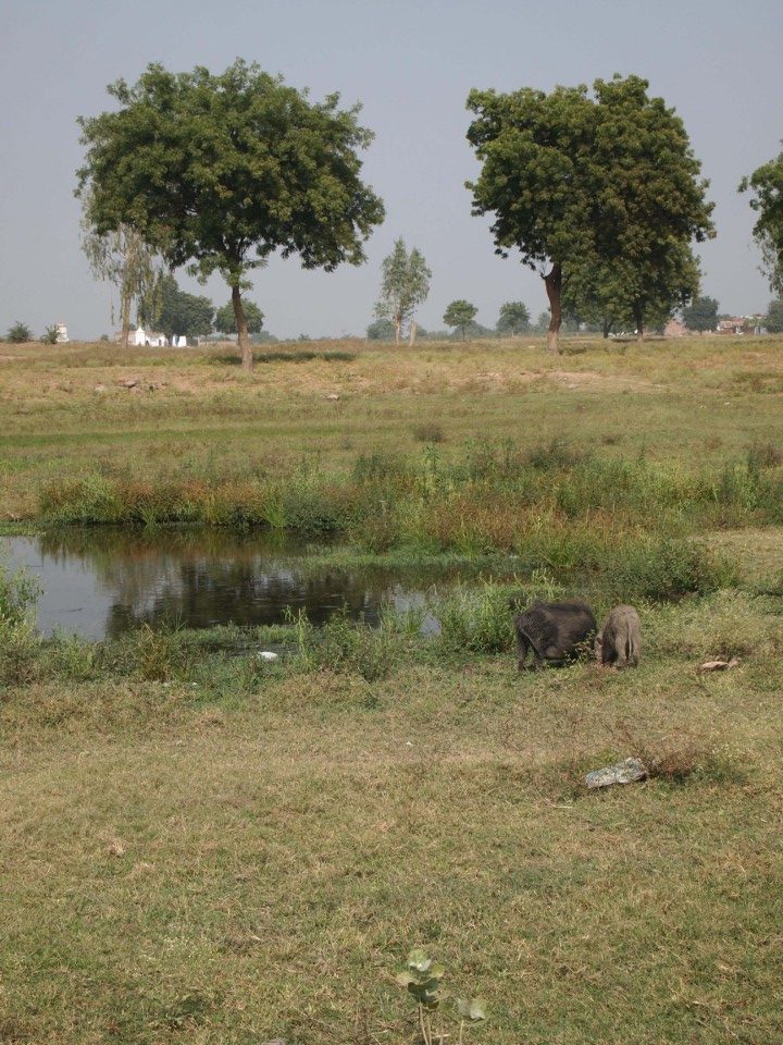 In Indien laufen überall Schweine, Kühe, Ziegen und was es sonst noch so gibt rum. 